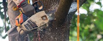 Best Tree Disease Treatment  in Brownstown, IN