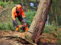 Best Lawn Pest Prevention  in Brownstown, IN