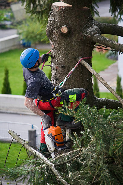 Best Tree and Shrub Care  in Brownstown, IN