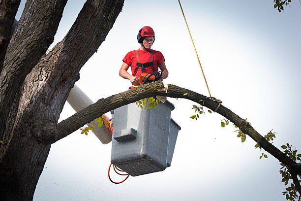 Best Hazardous Tree Removal  in Brownstown, IN