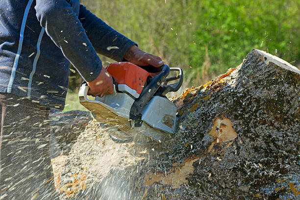 Best Leaf Removal  in Brownstown, IN