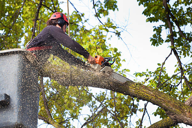 Best Stump Grinding and Removal  in Brownstown, IN